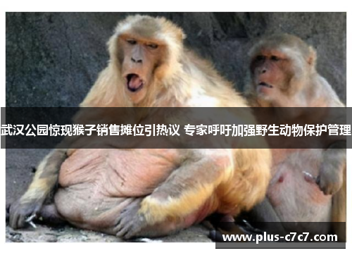 武汉公园惊现猴子销售摊位引热议 专家呼吁加强野生动物保护管理
